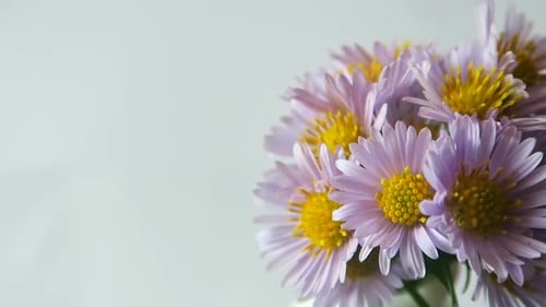 Close-Up of Purple Flowers with Yellow Centers
