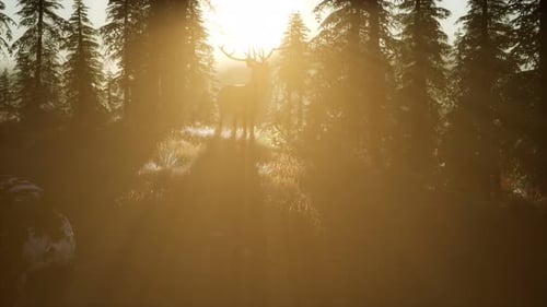 Cerf mâle dans la forêt au coucher du soleil