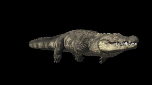 Crocodile Swimming With Alpha Channel