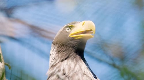 Gros plan du visage de l'aigle de mer de Steller tournant la tête au soleil