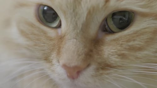 Nette Ingwerkatze auf Stuhl liegend Nahaufnahme Porträt eines flauschigen Haustieres, das im Cozy Home döst. Flaches Profil