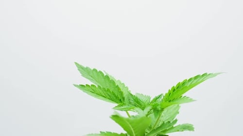 Cannabis Plant Motion on White.