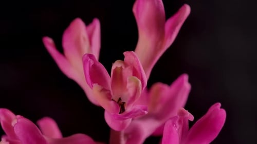 Blooming Pink Flower Close-up on Black Background