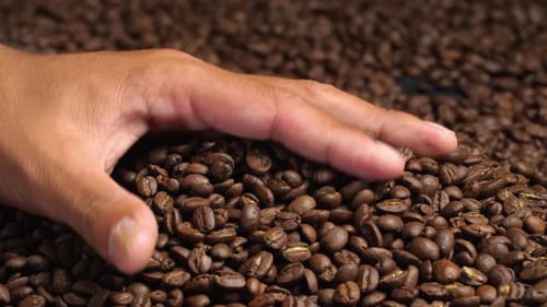Hand Holding Coffee Beans