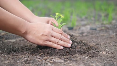 Hands Planting Small Plant in Rural Farm Field