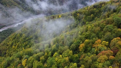 Autumn forest in the foggy valley