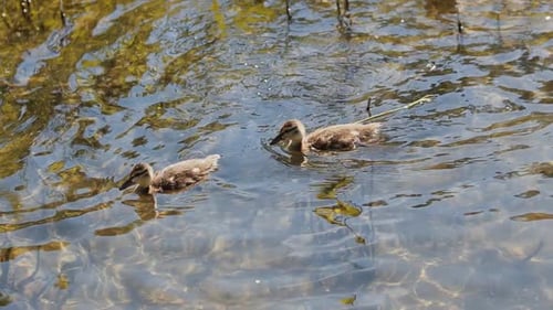 Little Ducklings Swim kratzt sich an einem sonnigen Tag im kristallklaren Wasser am Hals mit Pfote