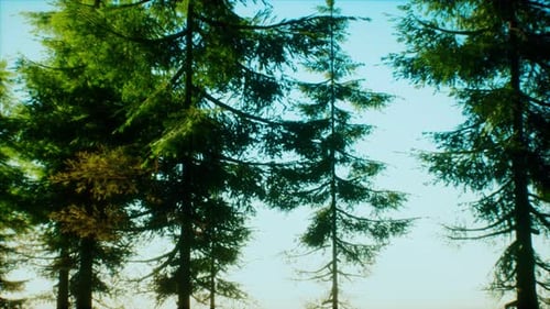 Green Cone Trees in Bright Sun Light