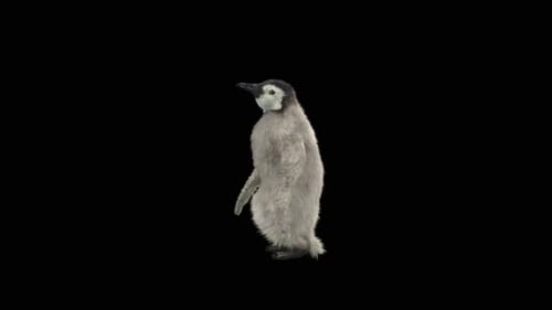 Penguin Dancing HD