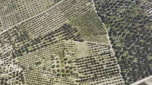 Field And Trees Aerial View 10