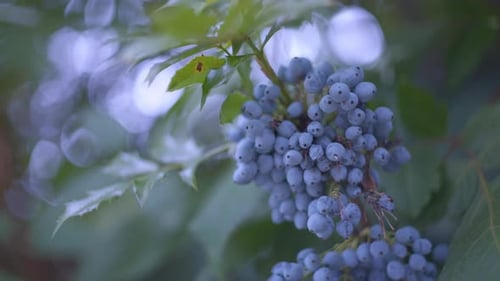 Cluster of Blue Berries Hanging on Green Plant