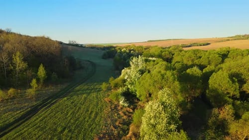 Luftaufnahme von Wäldern mit frischen grünen Bäumen und landwirtschaftlichen Ackerfeldern im zeitigen Frühjahr bei
