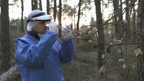 Scientist examining plants in forest