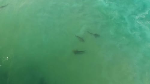 Sharks Swim in Shallow Coastal Waters, Aerial View