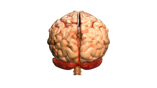 3D Human Brain Spinning Medical Animation