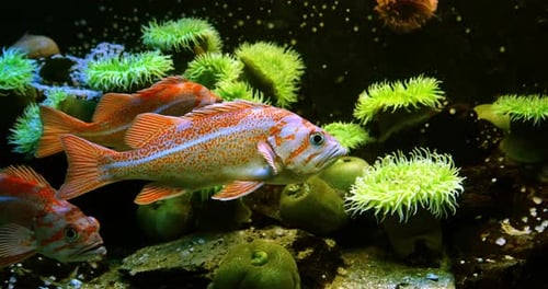 Canary Rockfish, sebastes pinniger, Real Time 4K