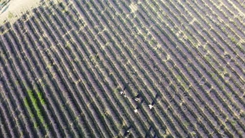 Lavender Scented Fields in Endless Rows with Blooming Flowers Aerial View Drone Purple Field Against