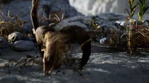 Cráneo de un carnero muerto en el desierto