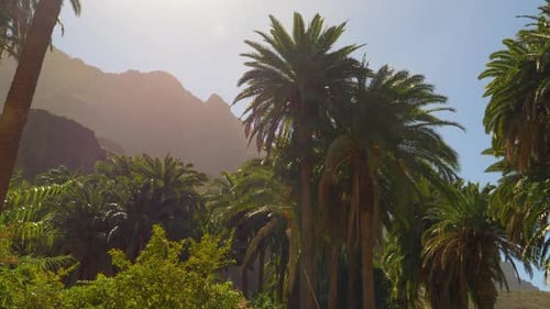 Palm Trees and Mountain Silhouettes