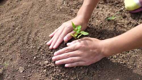 Planting A Young Tree