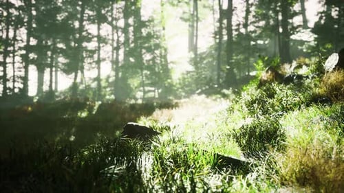 Bäume mit Schatten im Wald gegen Sonnenschein