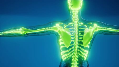 3D Animation of Glowing Human Skeleton and Nervous System
