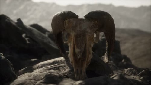 European Mouflon Ram Skull in Natural Conditions in Rocky Mountains