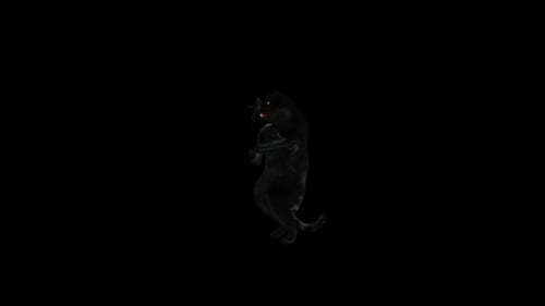 3D Animated Black Panther Dancing on Hind Legs