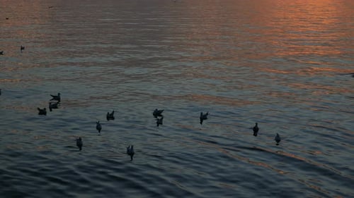 Bird Flying