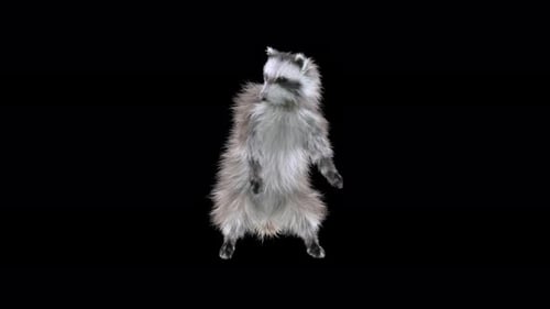 Animated Dancing Raccoon on Transparent Background