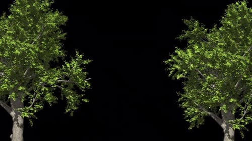 Trees With Green Foliage And Alpha Channel