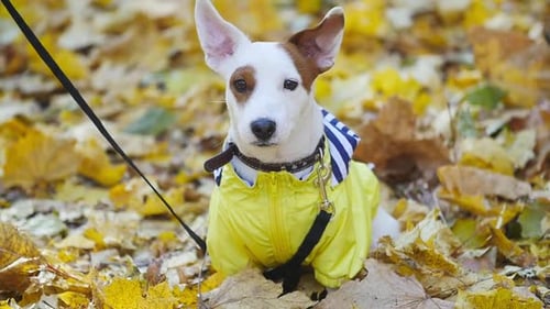 Dog In Yellow Jacket Sits in Autumn Leaves