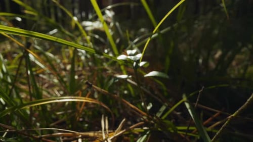 Motion Above Grass and Dry Pine Needles in Spring Forest