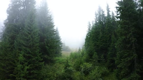 Flying up in the Misty Forest. Beautiful Nature. Aerial view of Fog in the Woodland. Autumn season