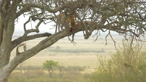 Leopard eating a carcass in a tree