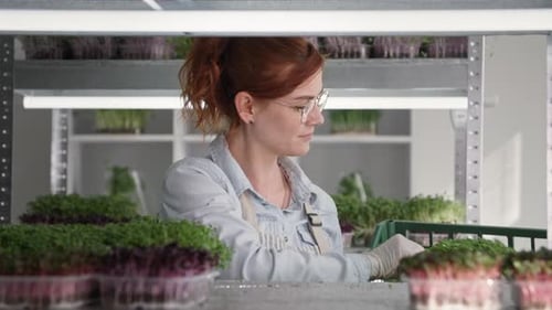 Small Business Charming Female Farmer Puts a Young Micro Green in Containers on Shelves in an