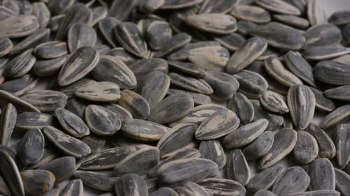 Close-up of Pile of Shelled Sunflower Seeds
