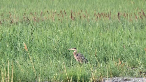 A great blue heron standing in the marshy grass at the edge of a swampy pond