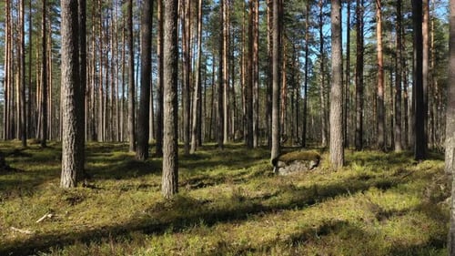 Flight at the Pine Forest
