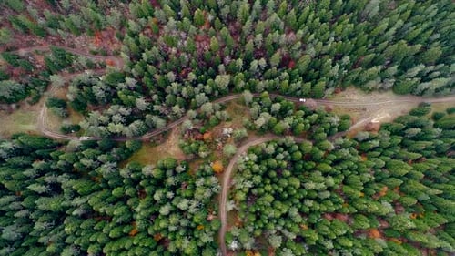 Autumn Forest With Road
