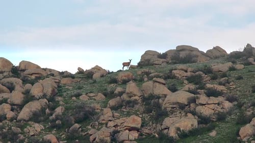 A Lonely Female Doe Deer on Rocky Mountain Ridge