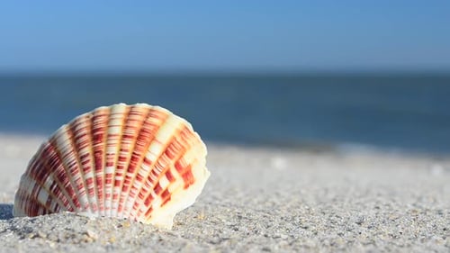 Cockleshells 54