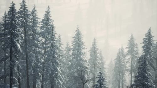 Slow Pan of Snowy Pine Forest in Winter