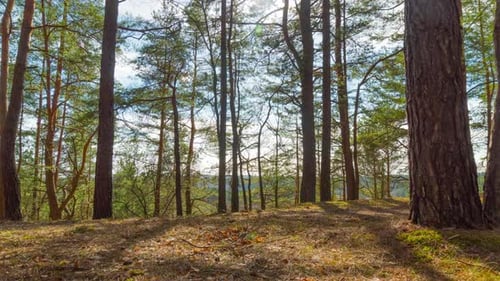 Spring Pine Forest, time-lapse with crane