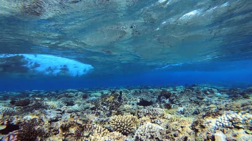 Fische unter Wellen