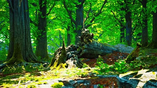Forest Landscape with Old Massive Trees and Mossy Stones