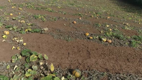 Pumpkins Plantation