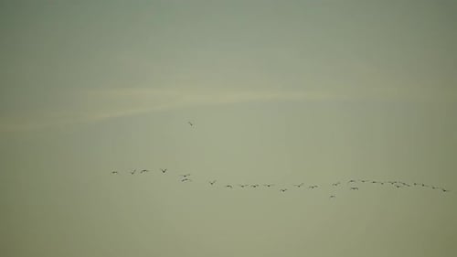 a Flock or School of Migratory Birds Flies Under a Clear Sunset Sky After Rain Over the Sea Along