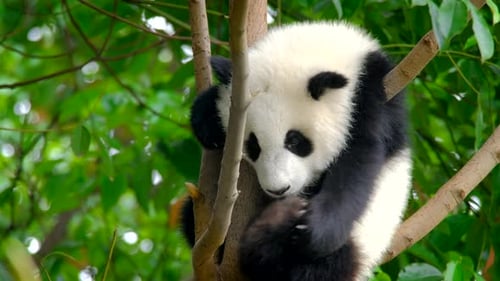 Cute Young Panda Sleeping in a Tree