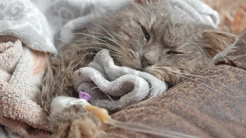 Getting Sick Cat on a Drip After Surgery Operation